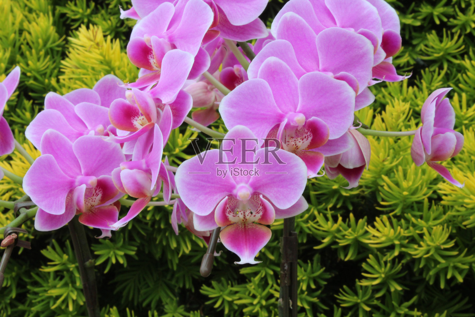 绿树背景上的粉红色蝴蝶兰。照片摄影图片