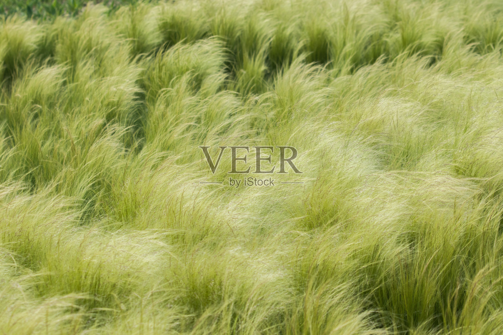 挥舞着草照片摄影图片