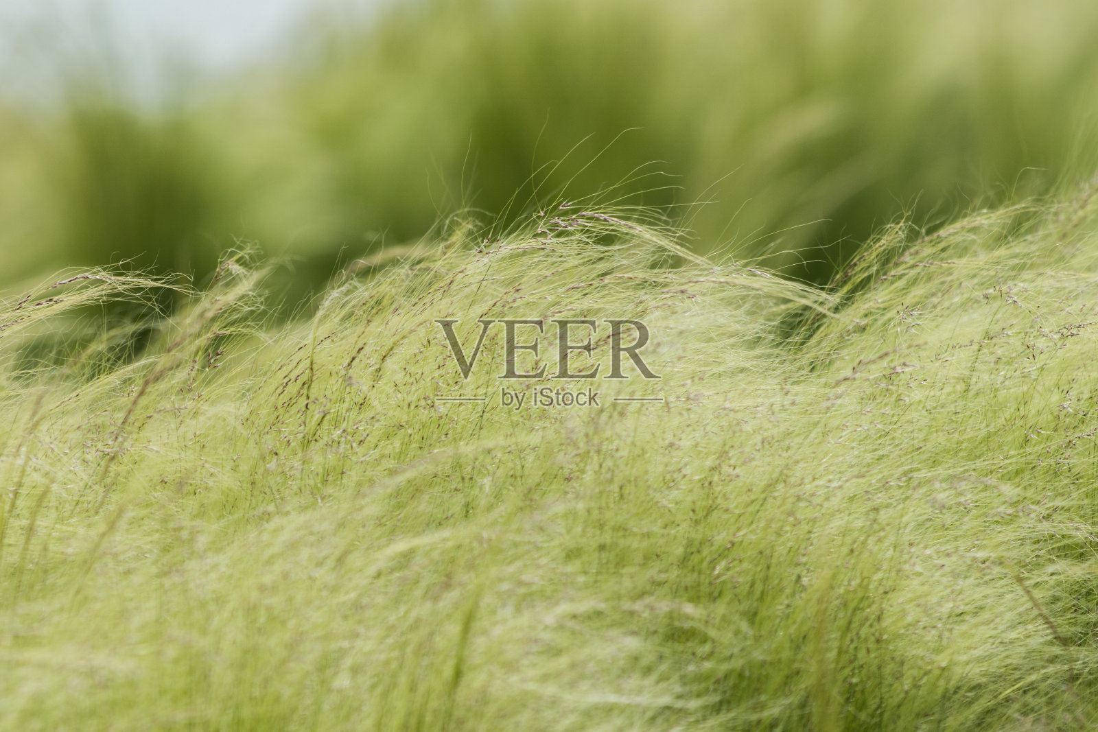 挥舞着草照片摄影图片