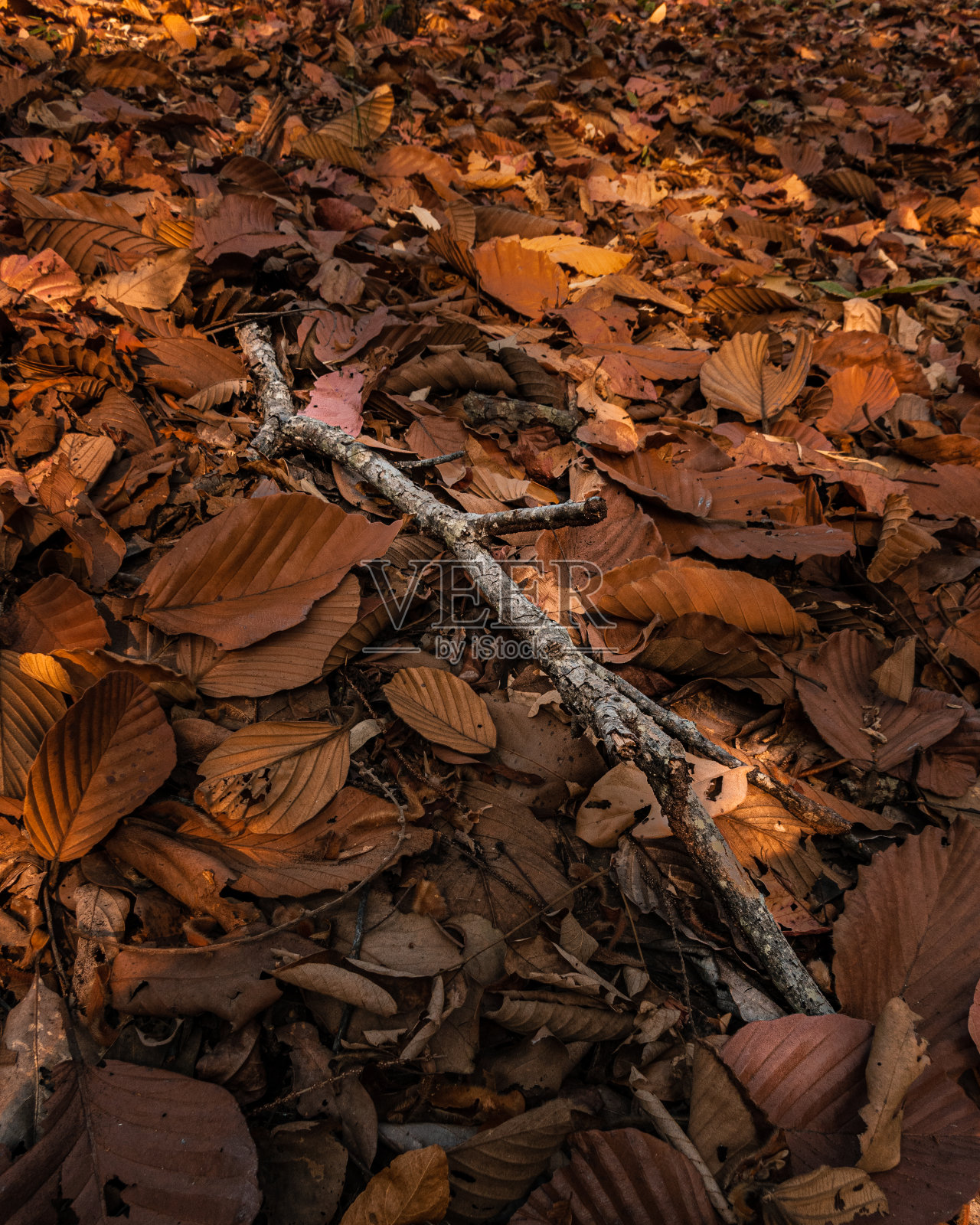 秋天的泰国，山上的枯枝干叶照片摄影图片