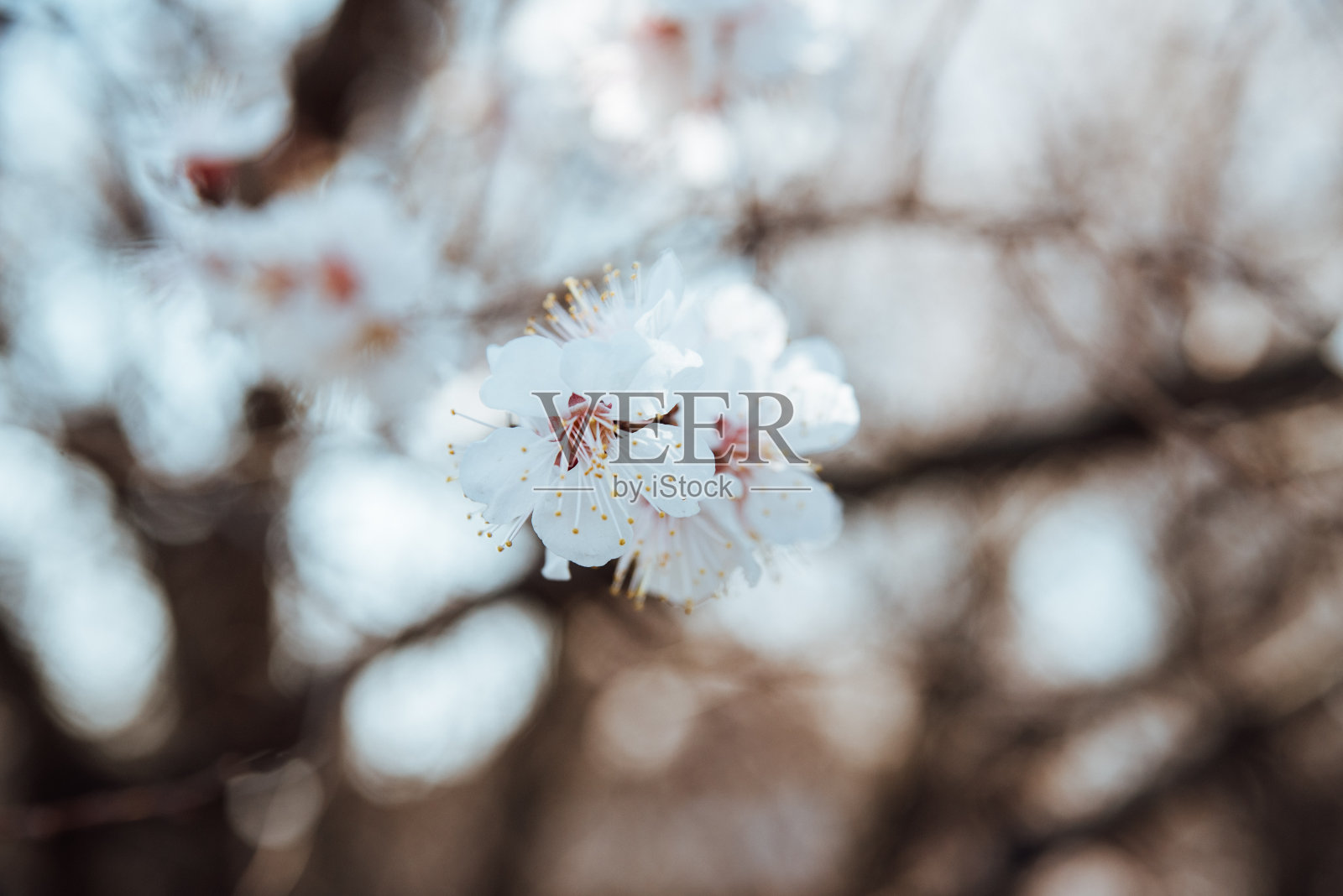 春天的樱花近距离开放照片摄影图片