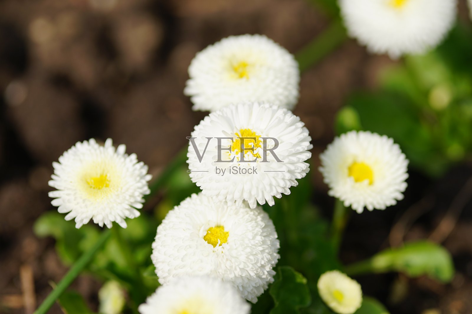 绿色背景上点缀着春天的花朵照片摄影图片