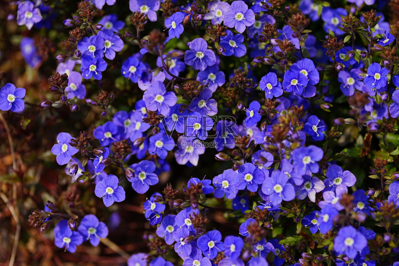 绿色背景上点缀着春天的花朵照片摄影图片