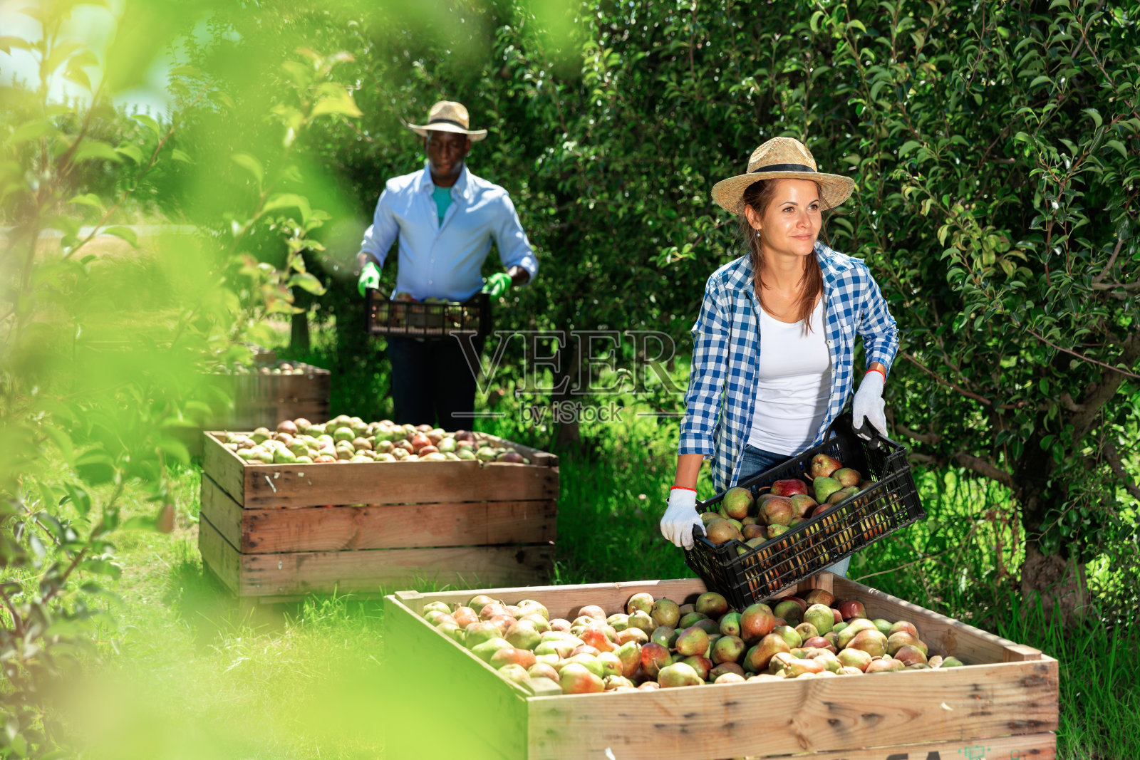 成功的女农民在果园里采摘梨，把收获的果实放在木箱里照片摄影图片
