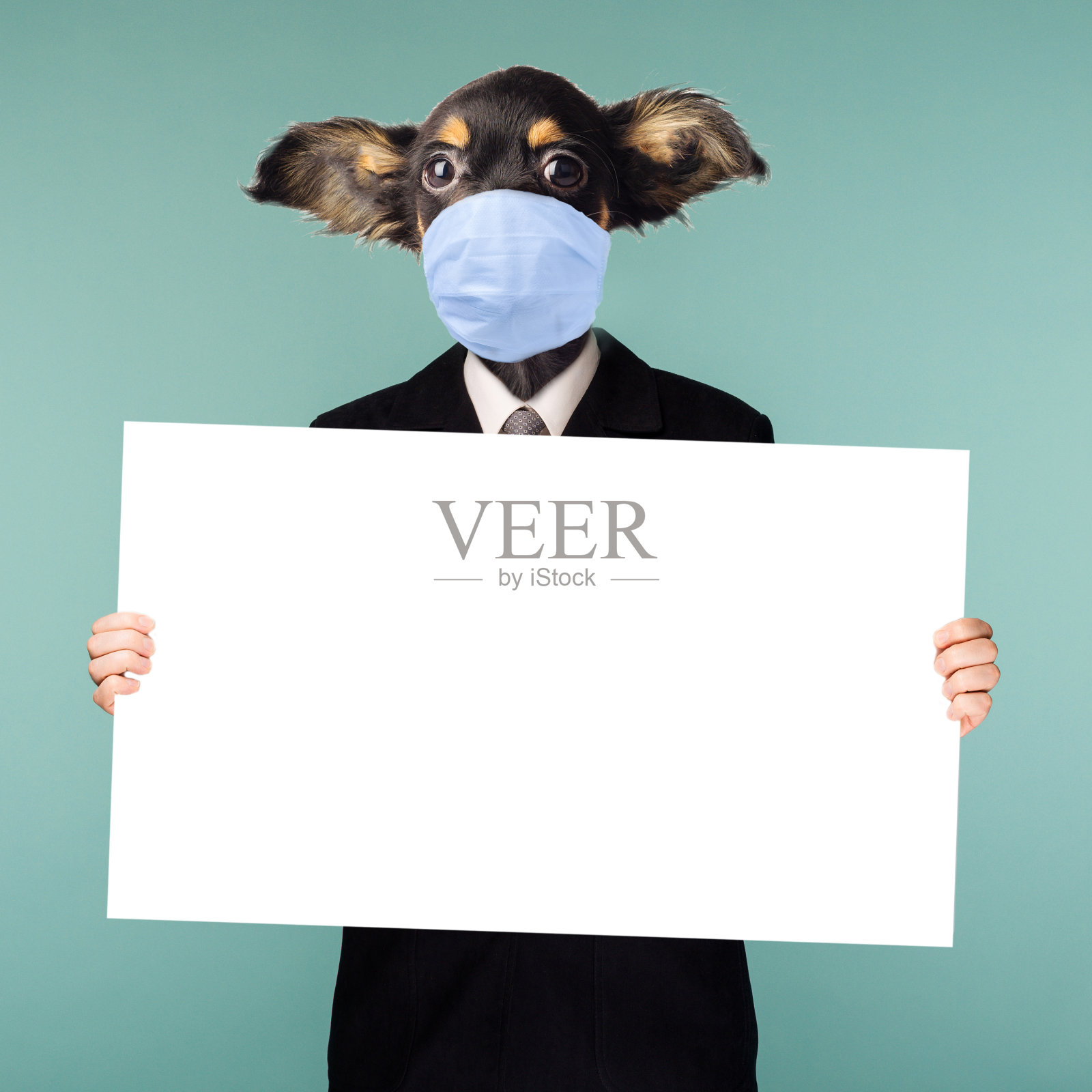 商人和狗头相结合的拼贴，外科口罩，防止冠状病毒。这个角色站在蓝色背景上，手里拿着一张空海报。照片摄影图片