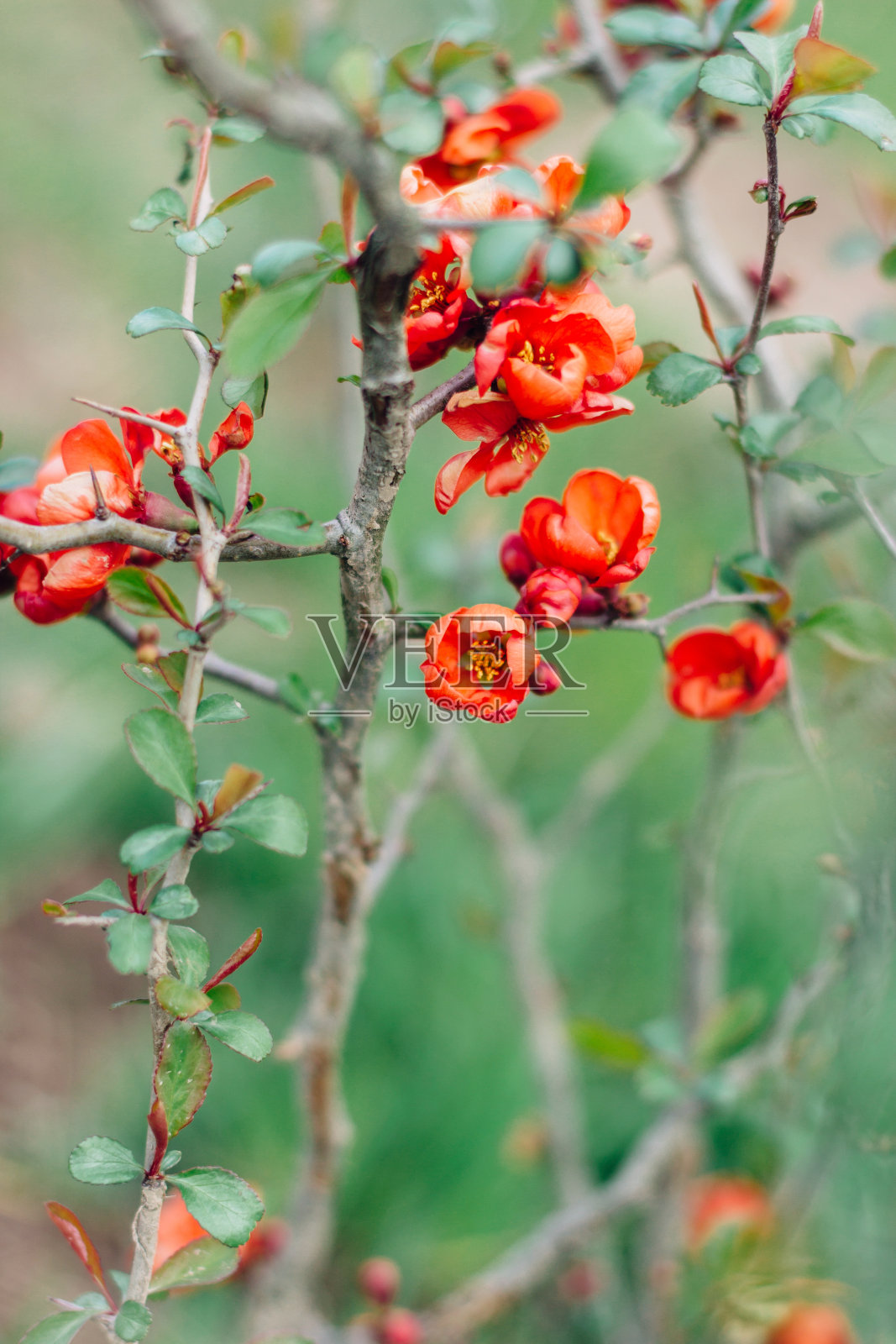 贴梗海棠开花。在春天公园里，鲜红的木瓜花盛开在枝头。副本的空间。木瓜灌木近距离照片摄影图片