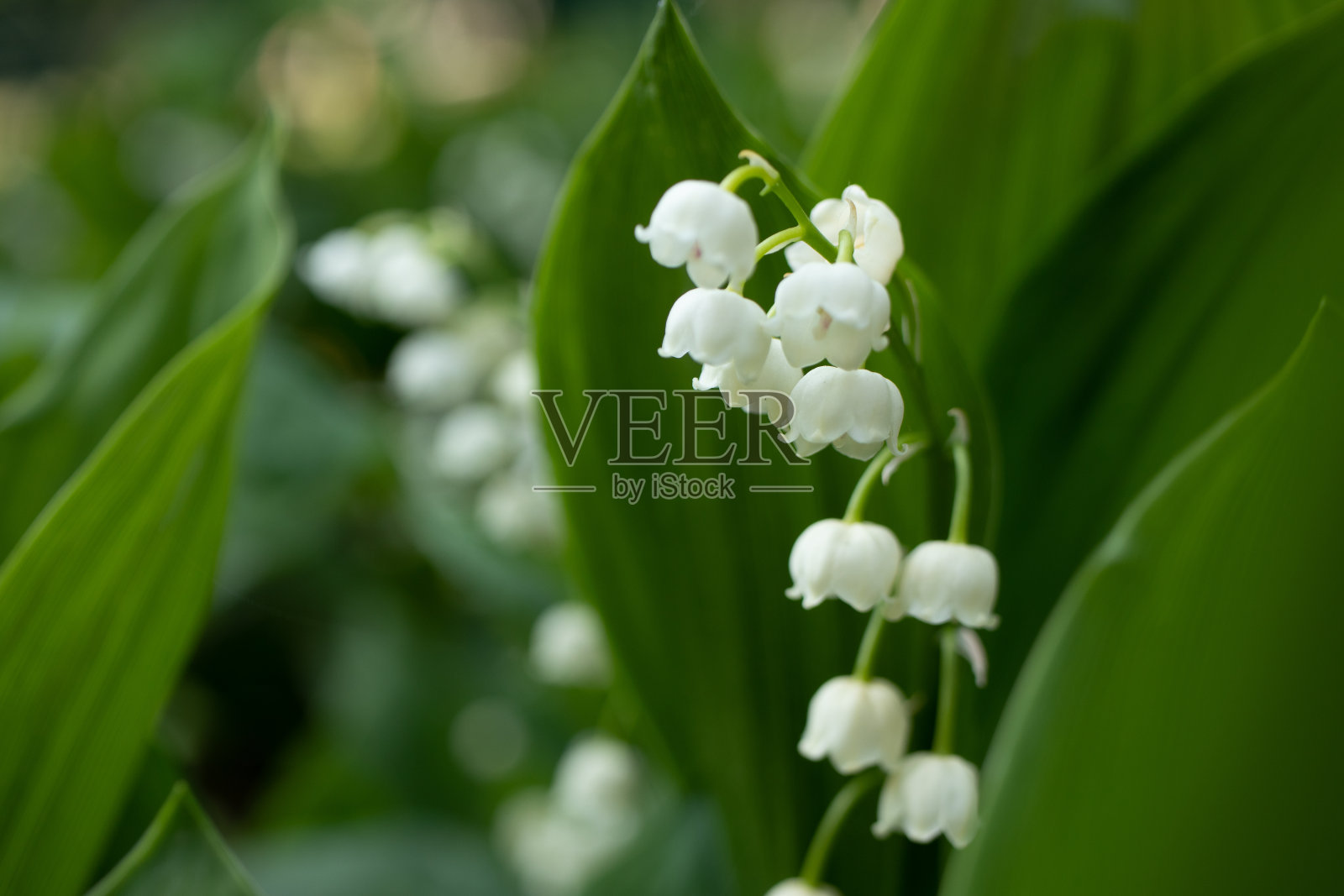 铃兰，铃兰，白花，绿麦，五月叶百合照片摄影图片