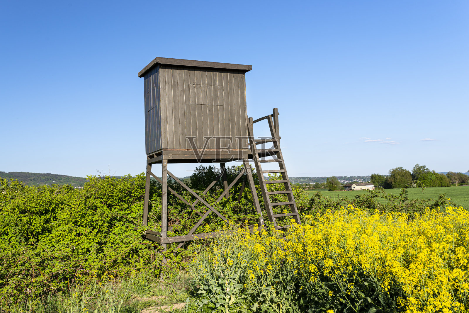 一个猎人站在油菜地的木制讲坛，在一个美丽的春日与蓝天的背景。照片摄影图片