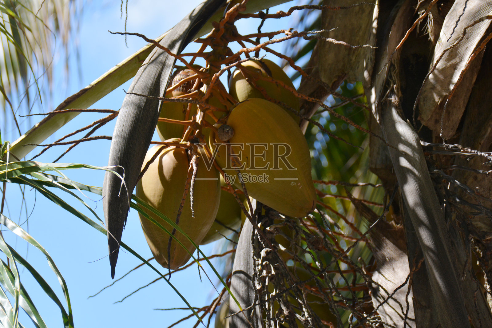叶子下有几个椰子照片摄影图片