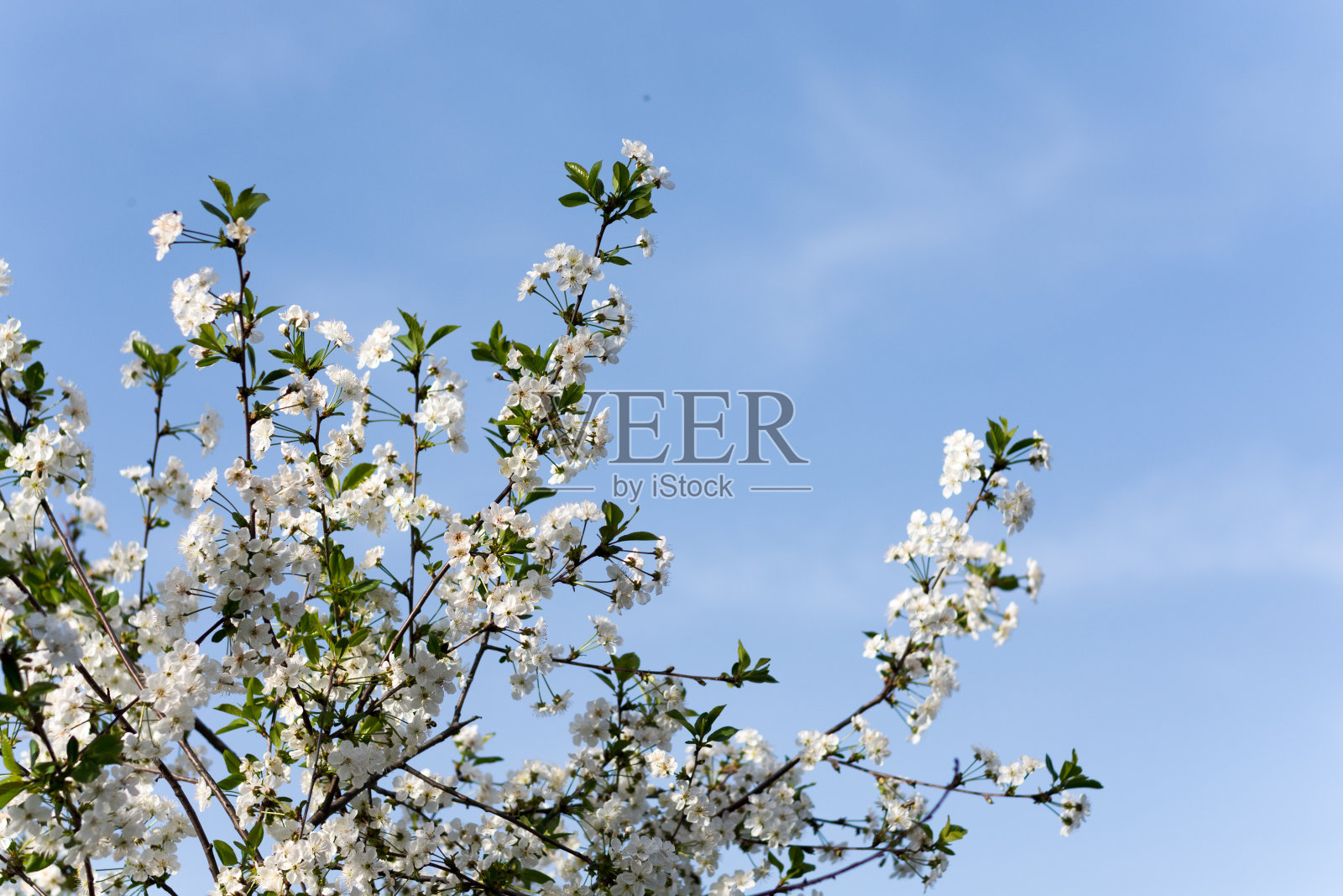 蓝天背景下的樱花枝照片摄影图片
