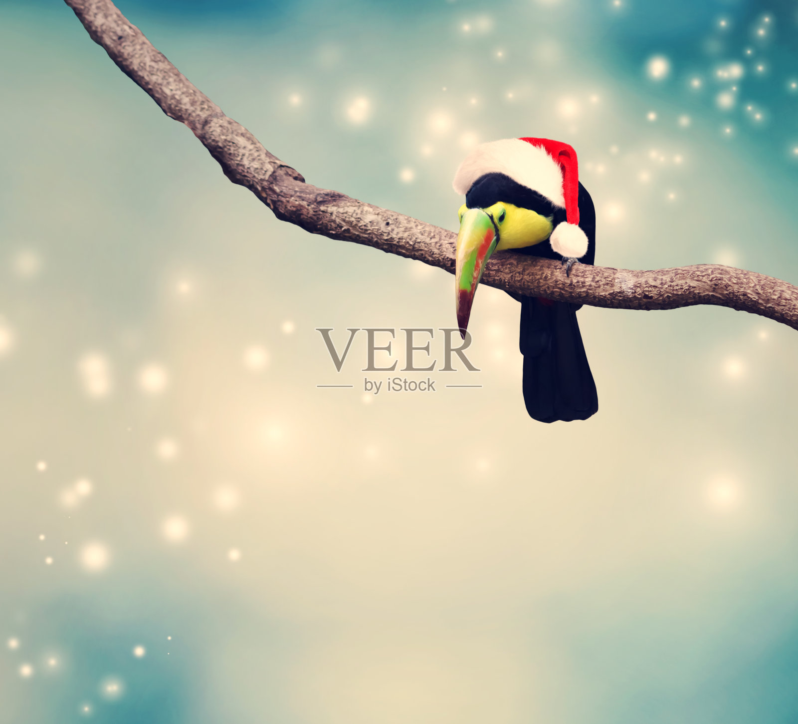 巨嘴鸟在树枝上戴着圣诞帽照片摄影图片