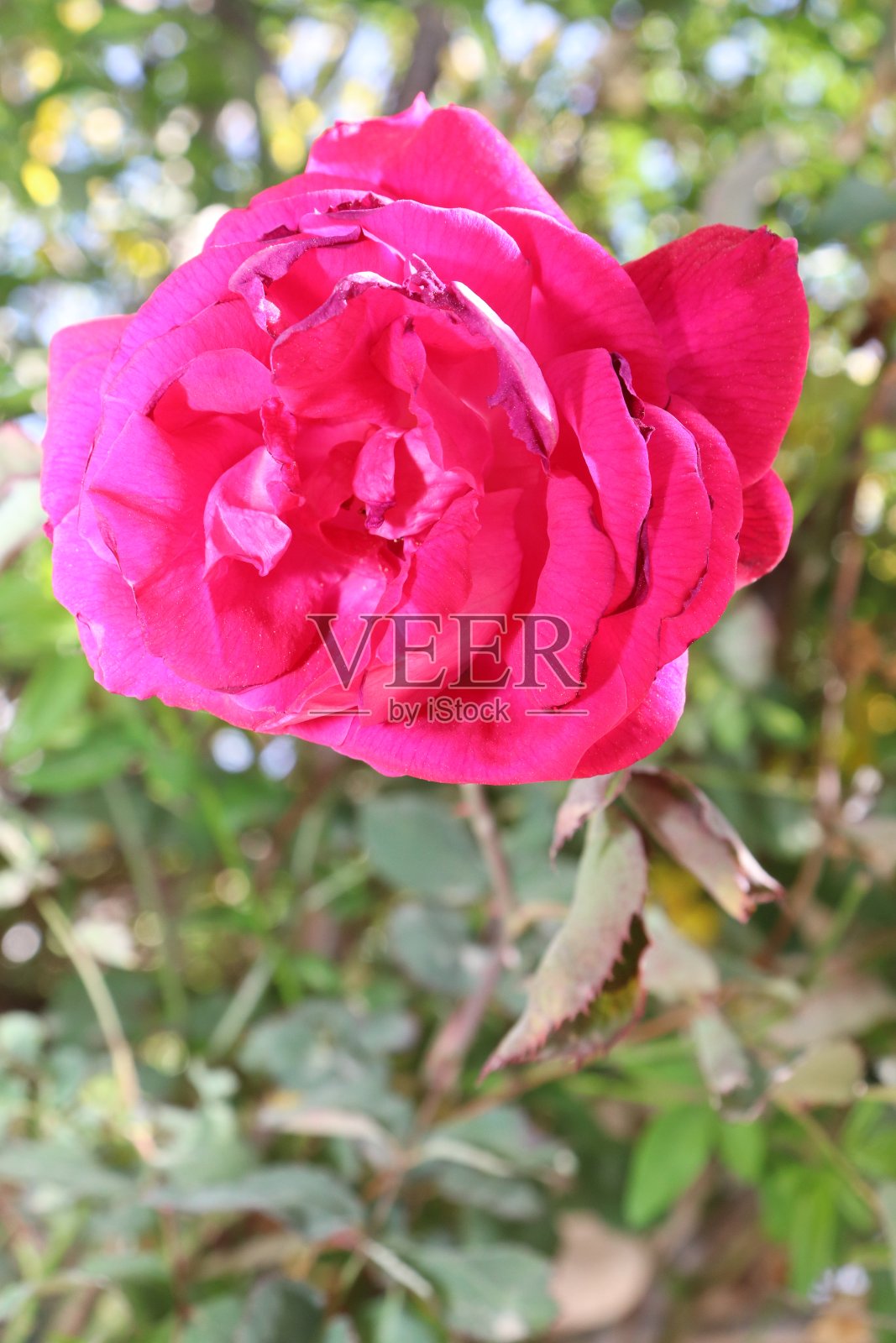 红玫瑰照片摄影图片