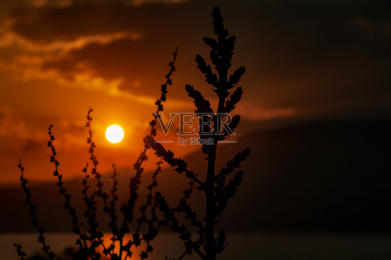 太阳正在花丛中落山照片摄影图片