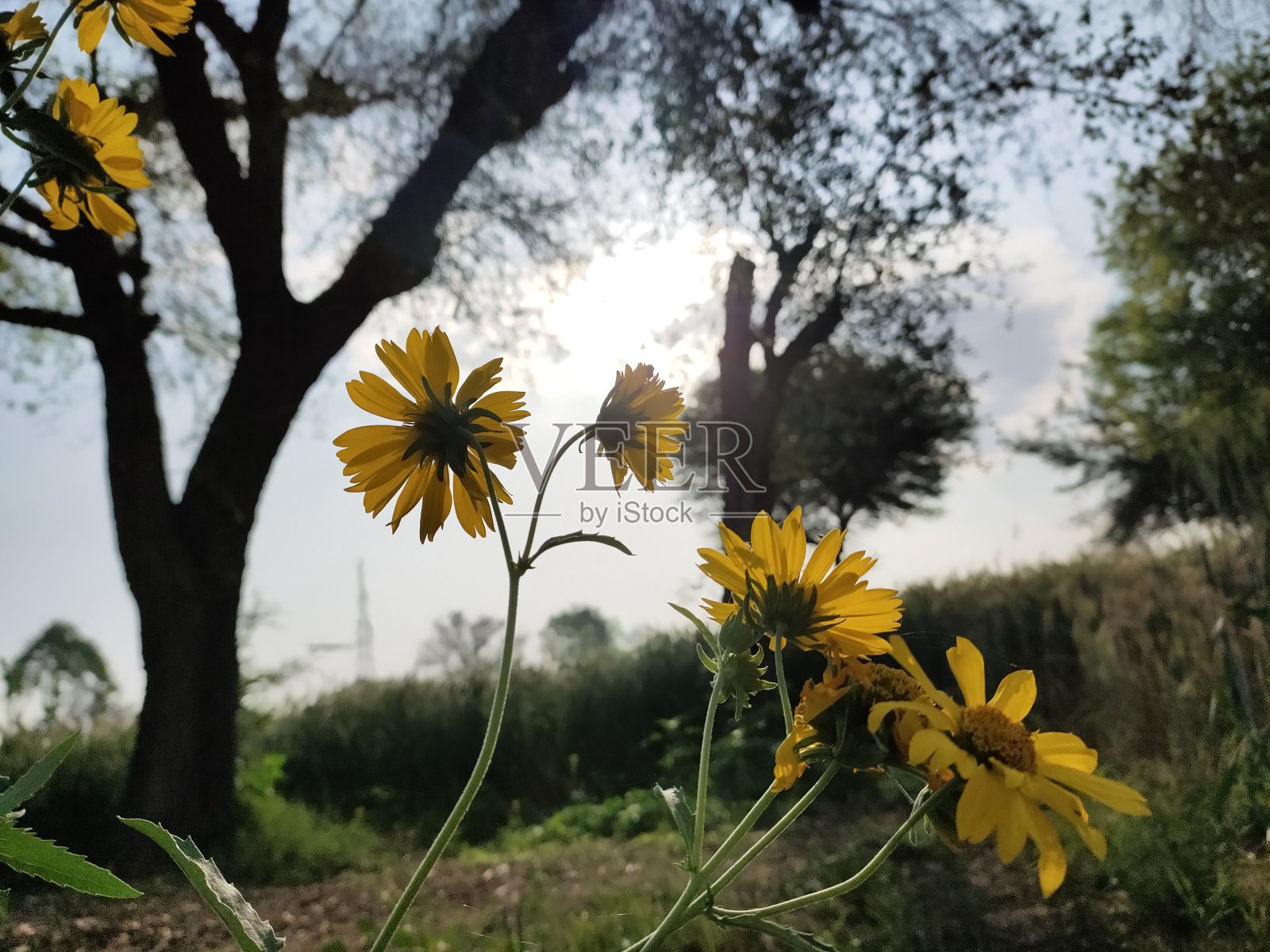 美丽的向日葵在早晨绽放照片摄影图片