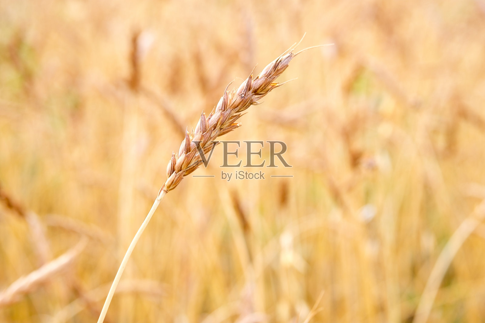 夏日里，模糊的背景上露出了成熟的小麦照片摄影图片