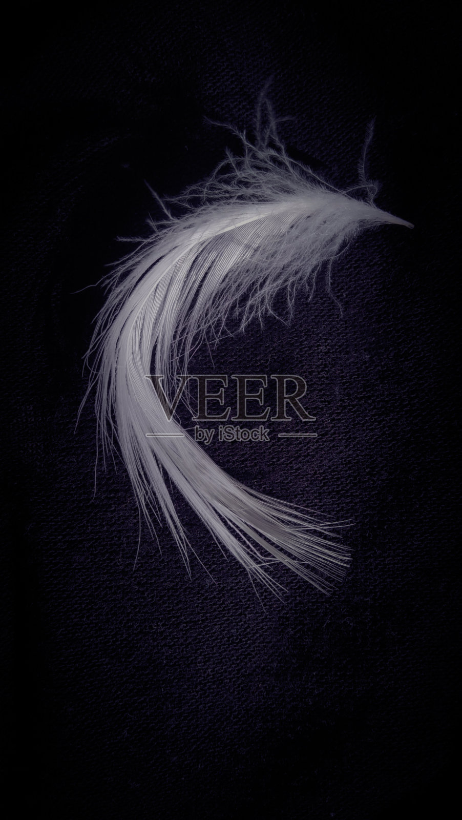 羽毛照片摄影图片