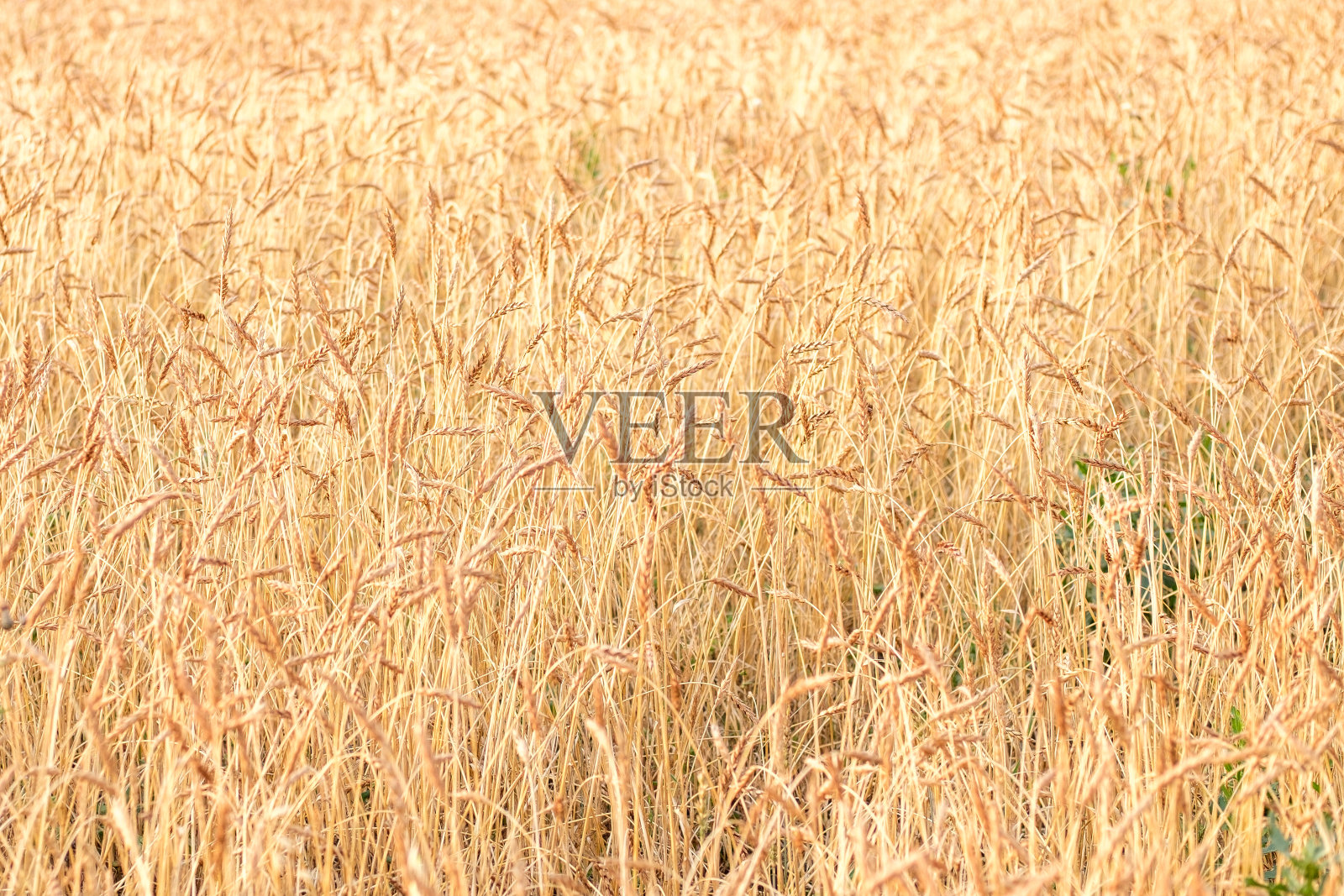 夏季农地中许多小麦小穗的结构照片摄影图片