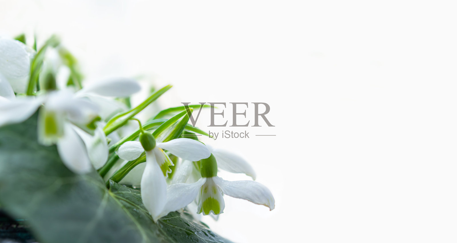 一束孤立在白色背景上的雪花莲照片摄影图片