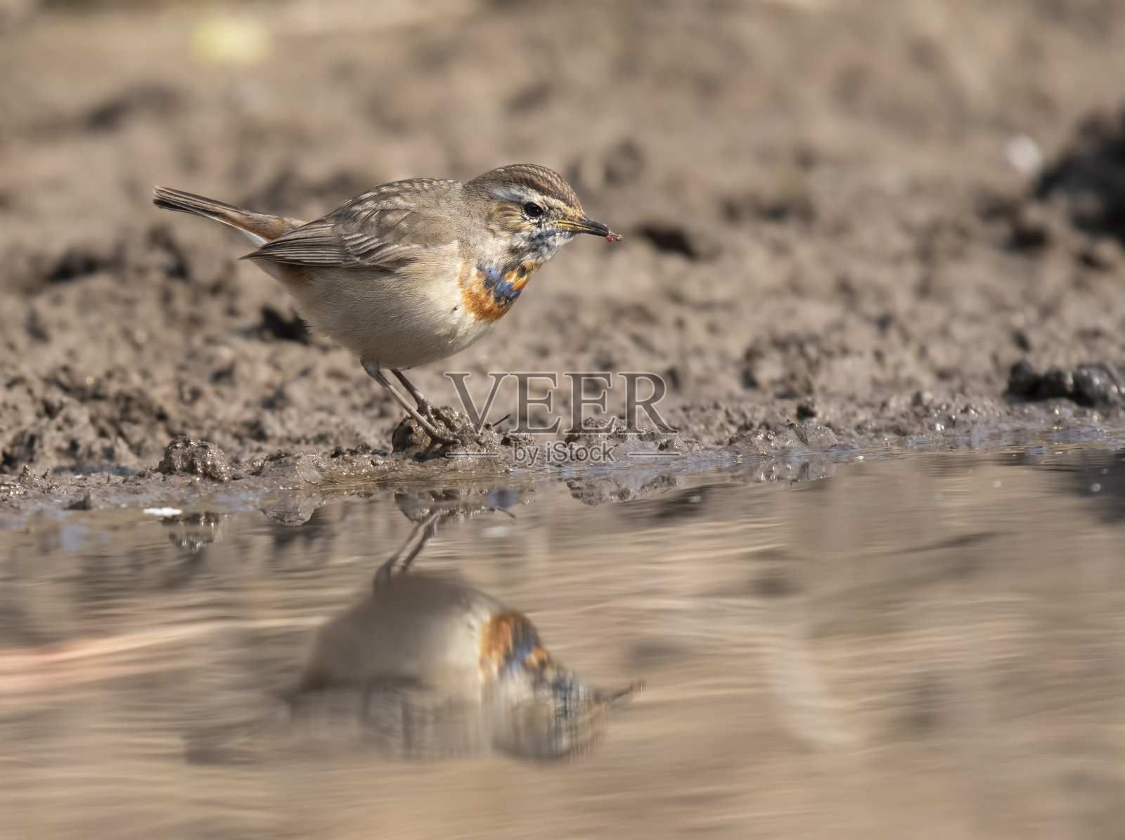 蓝喉歌鸲照片摄影图片