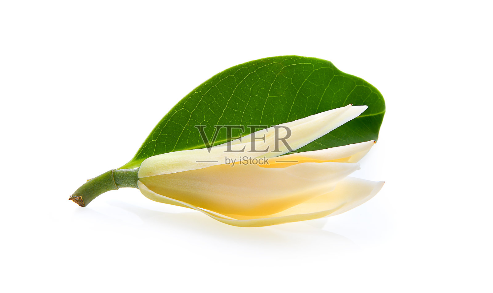 白色的Champaka孤立在白色背景上照片摄影图片