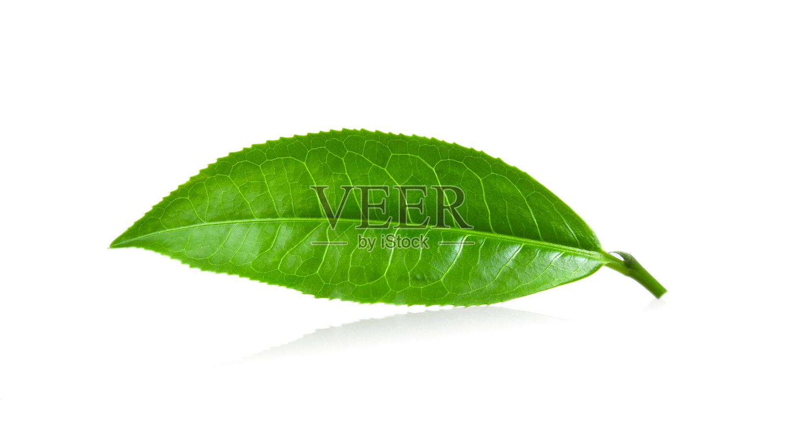 白色背景上的绿茶叶子照片摄影图片