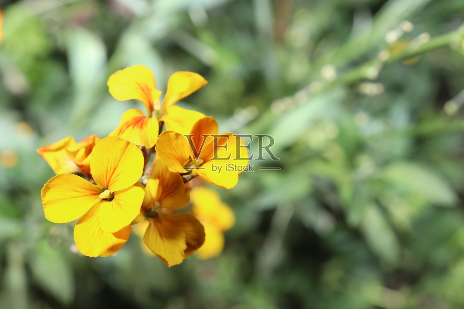 紫罗兰花照片摄影图片