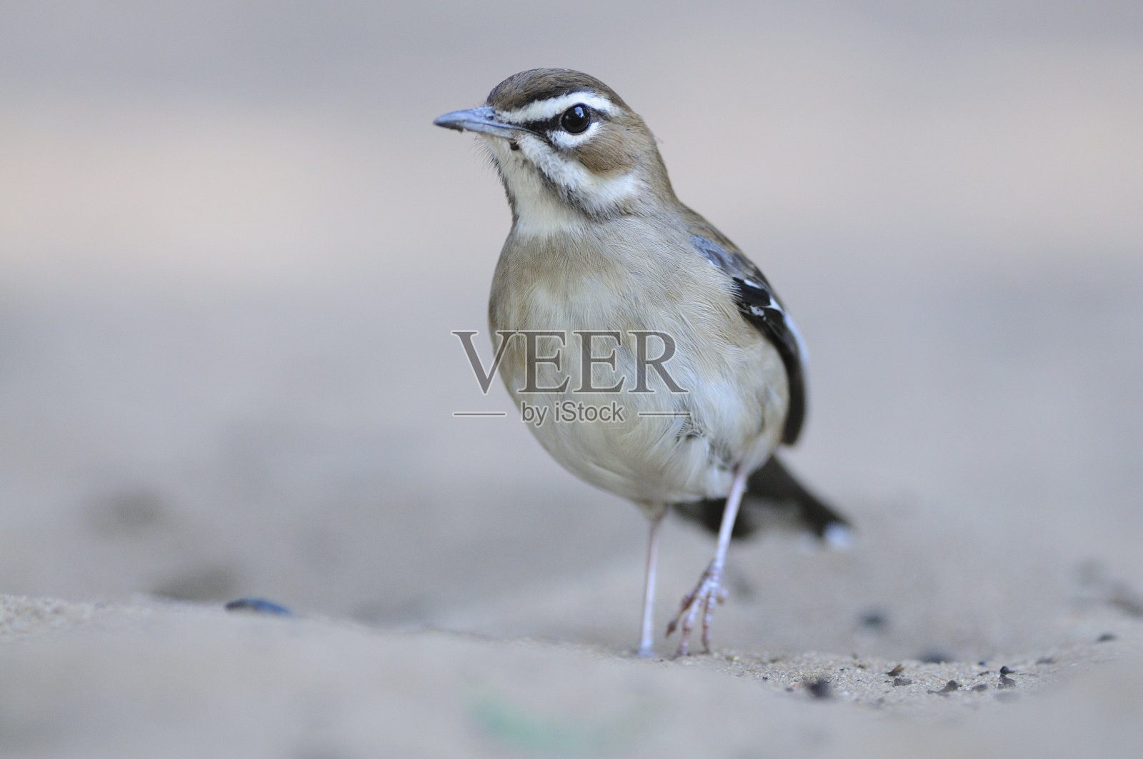 布朗擦洗罗宾照片摄影图片