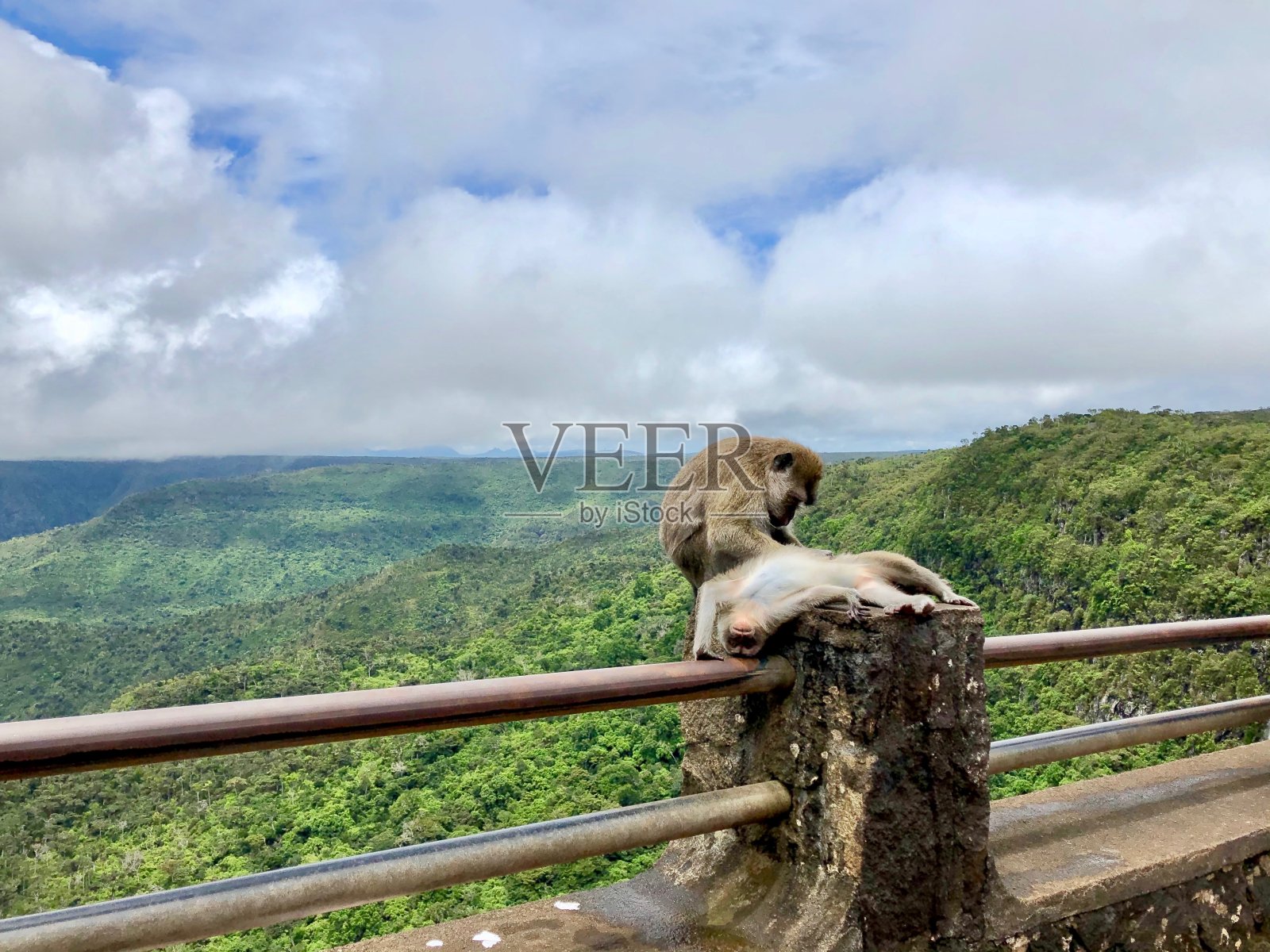 热带野生猴子。照片摄影图片
