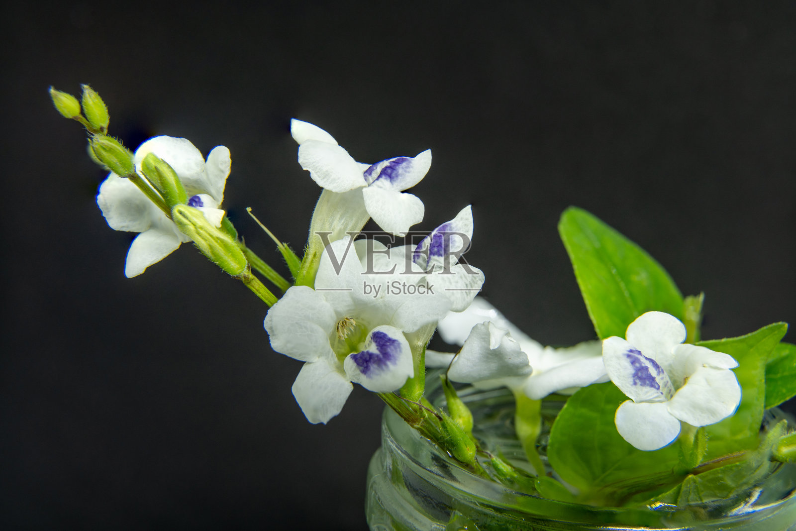 小白花的特写。照片摄影图片