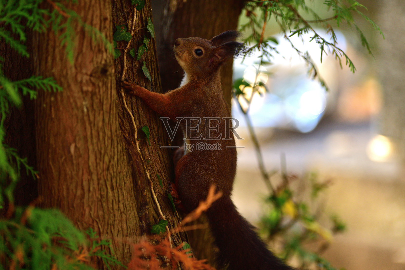 欧亚红松鼠在森林中潜伏并爬上树枝照片摄影图片