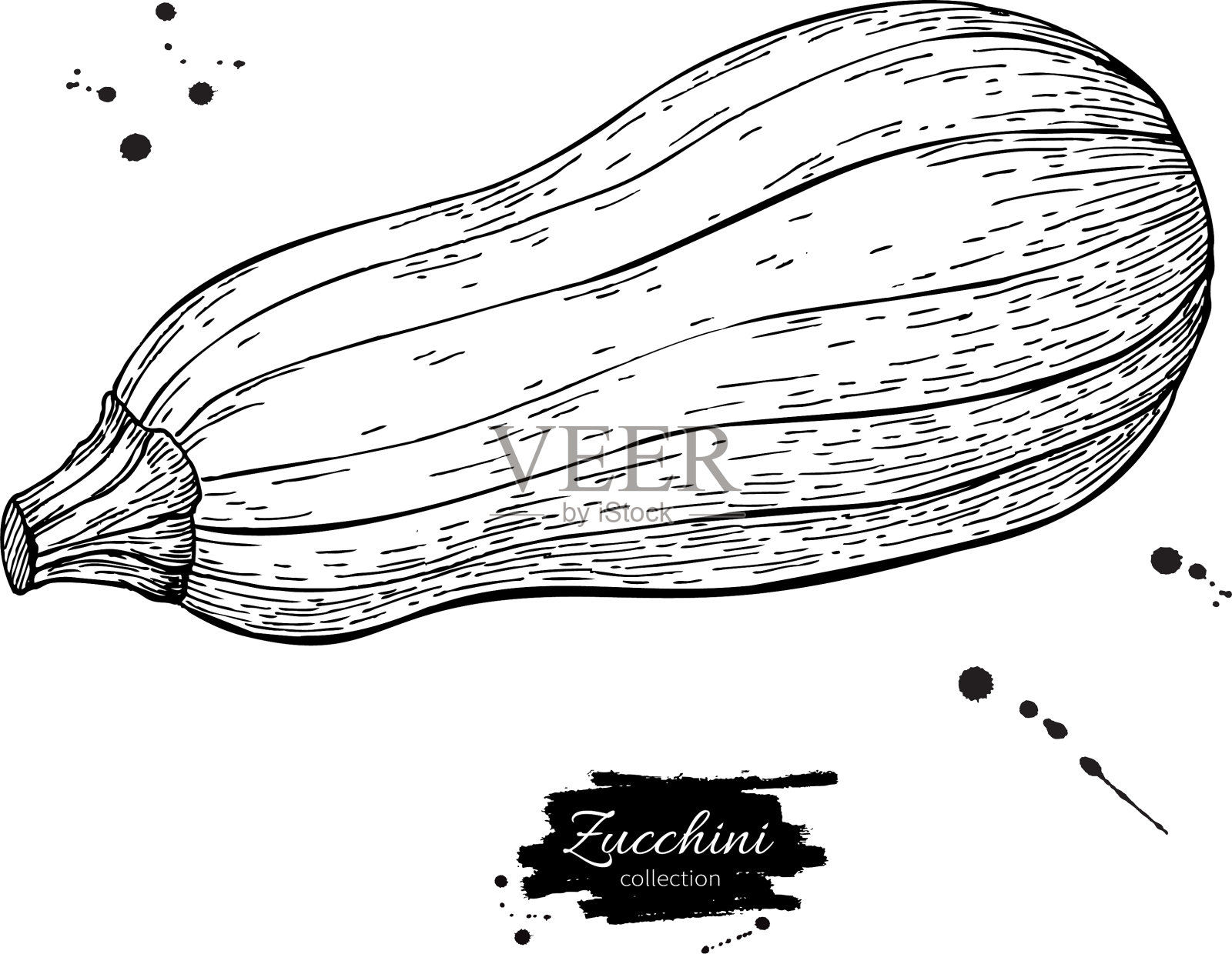 西葫芦手拉孤立插画图片素材