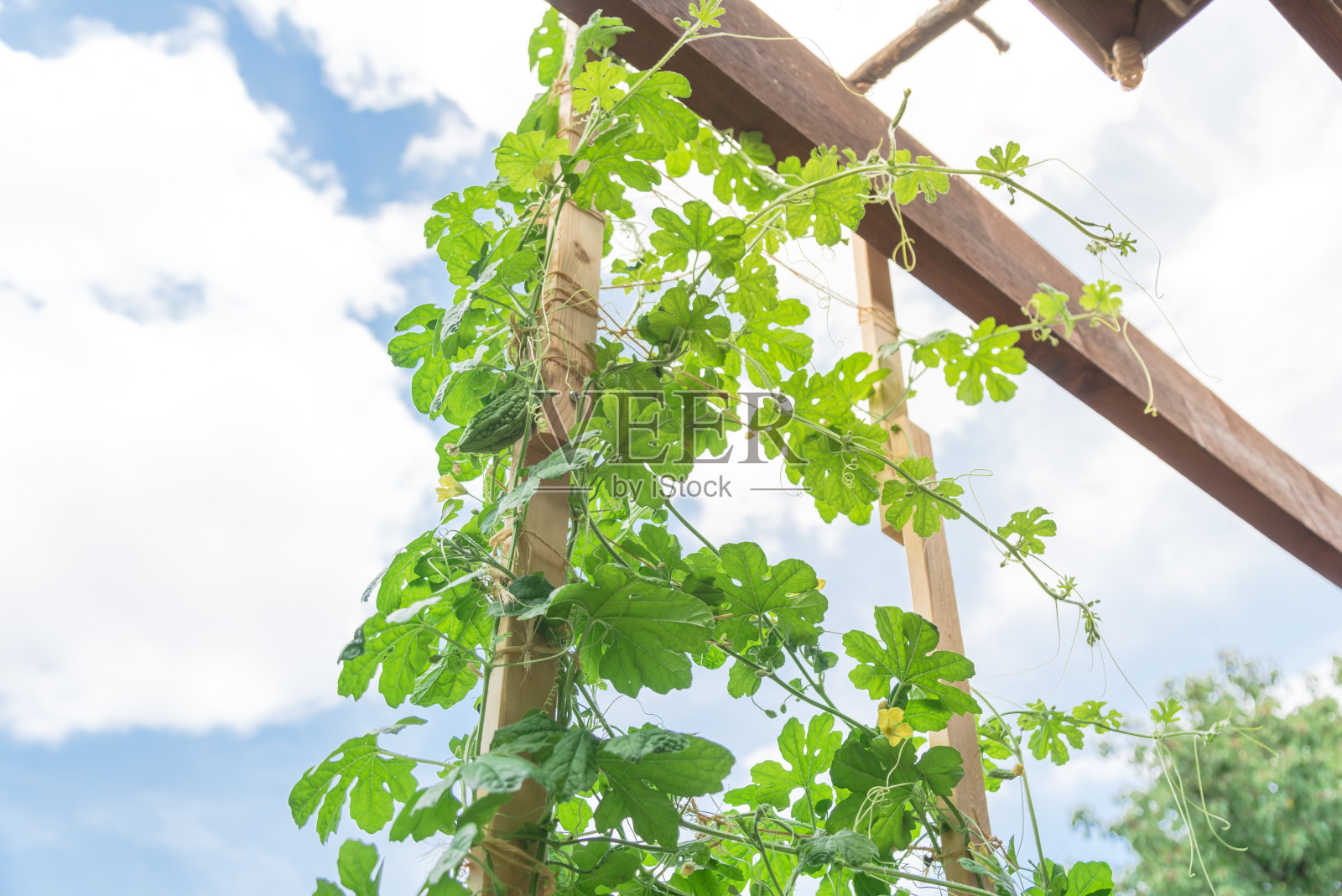 苦瓜植物生长在垂直棚架与木柱和黄麻绳系在后院花园照片摄影图片