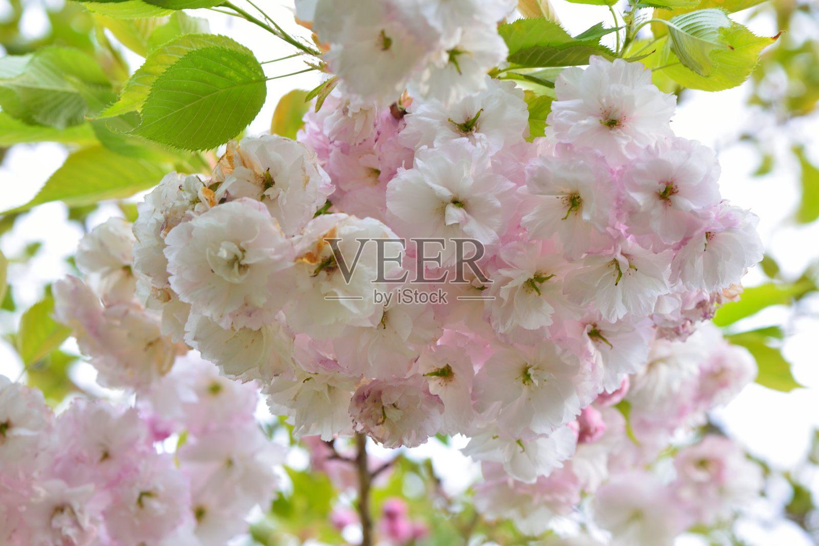 佛骑象的樱花(Prunus Shirofugen)照片摄影图片