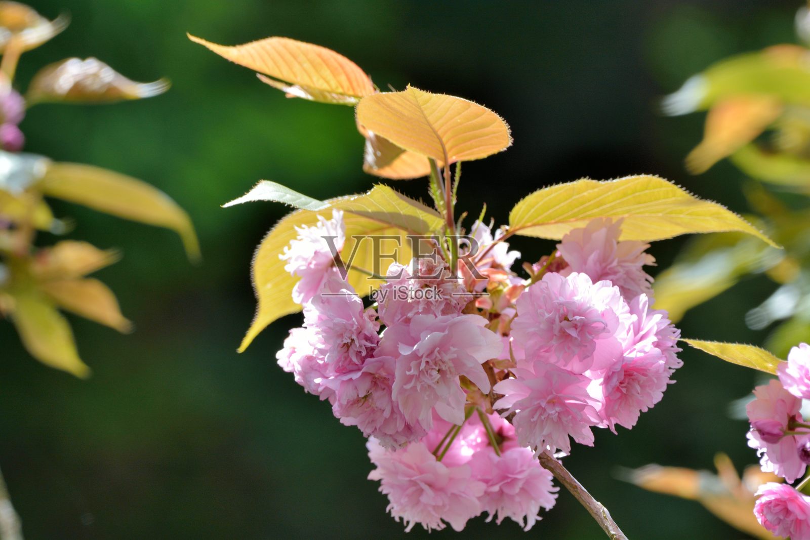 佛骑象的樱花(Prunus Shirofugen)照片摄影图片