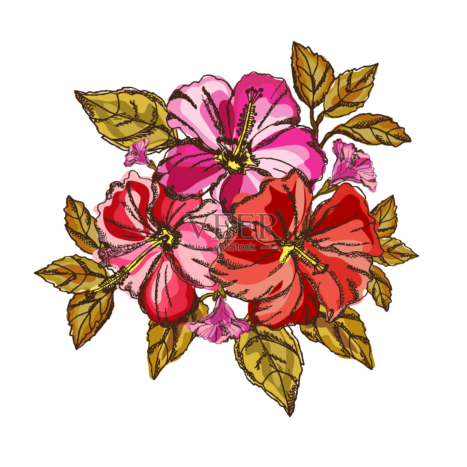 芙蓉花的气味设计元素图片