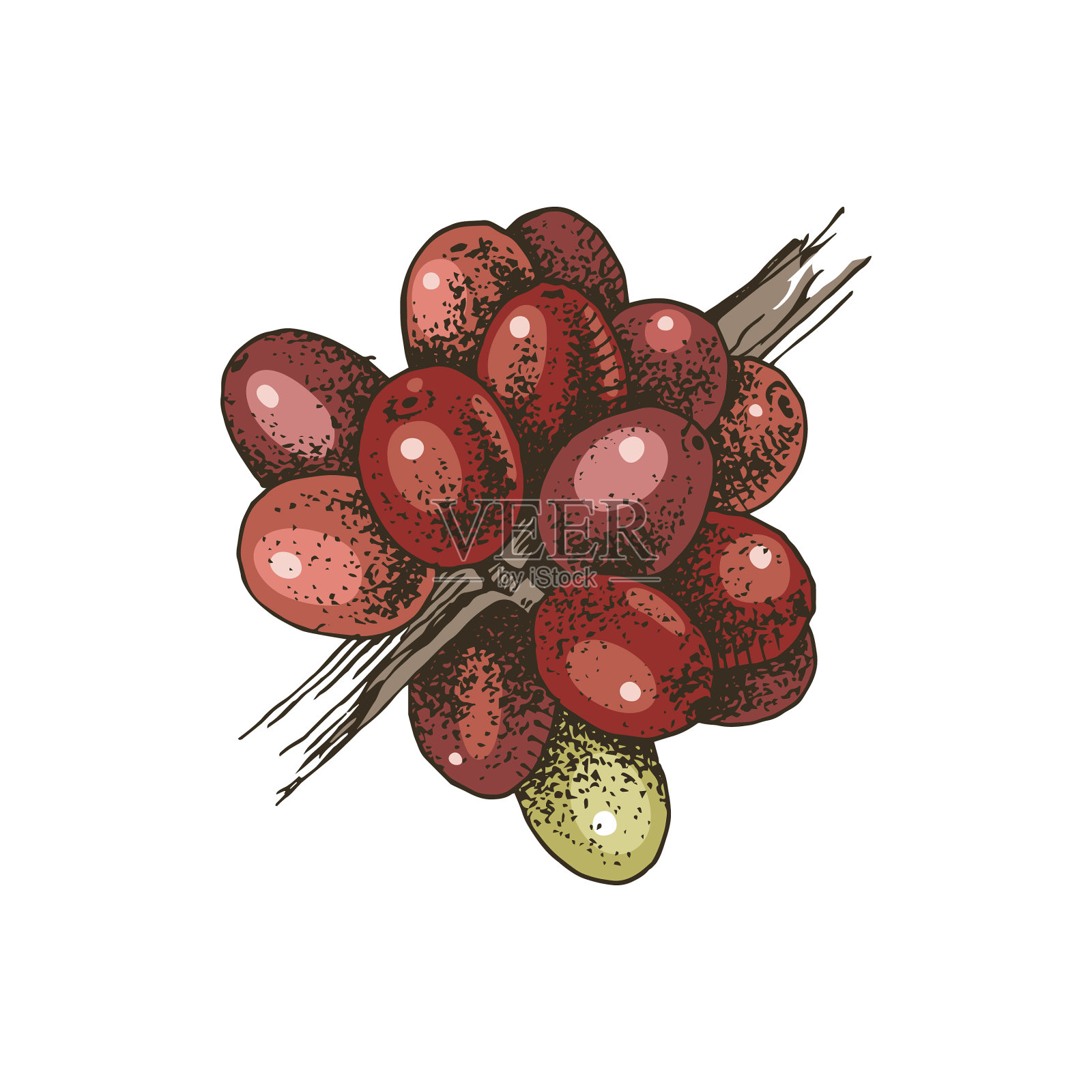 手绘彩色咖啡枝设计元素图片