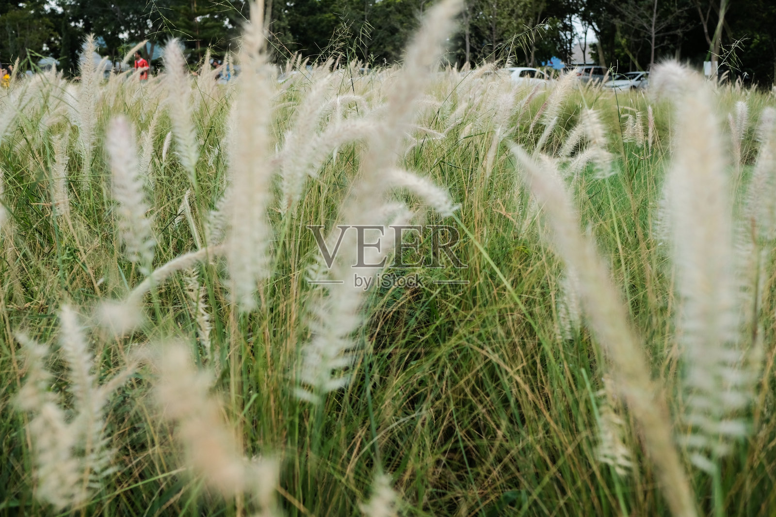 蓝天白云下的绿草地照片摄影图片