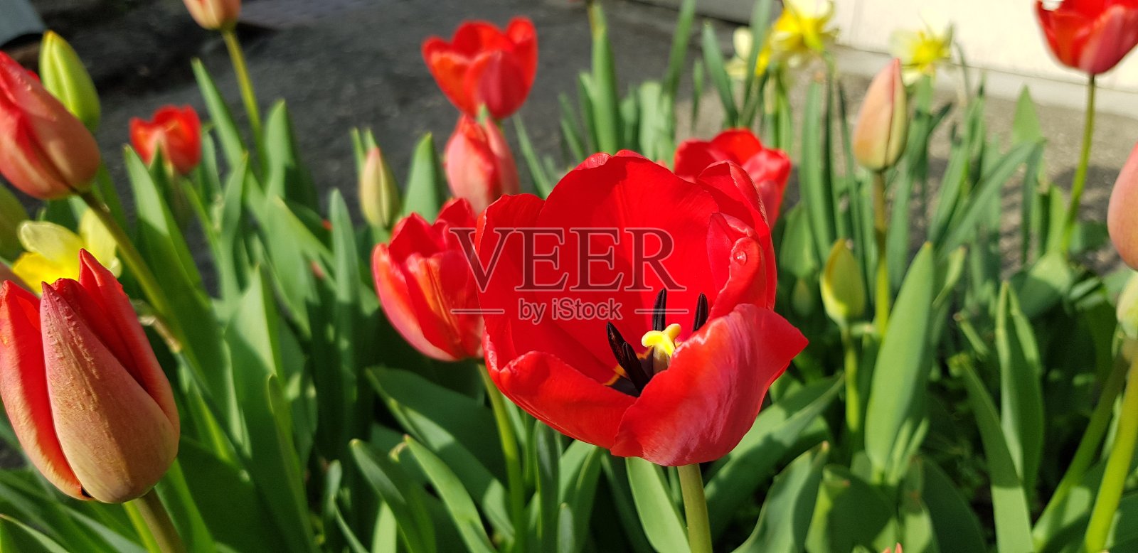 在一个乡村房子的院子里的花坛。红色的郁金香盛开着灿烂的花朵照片摄影图片