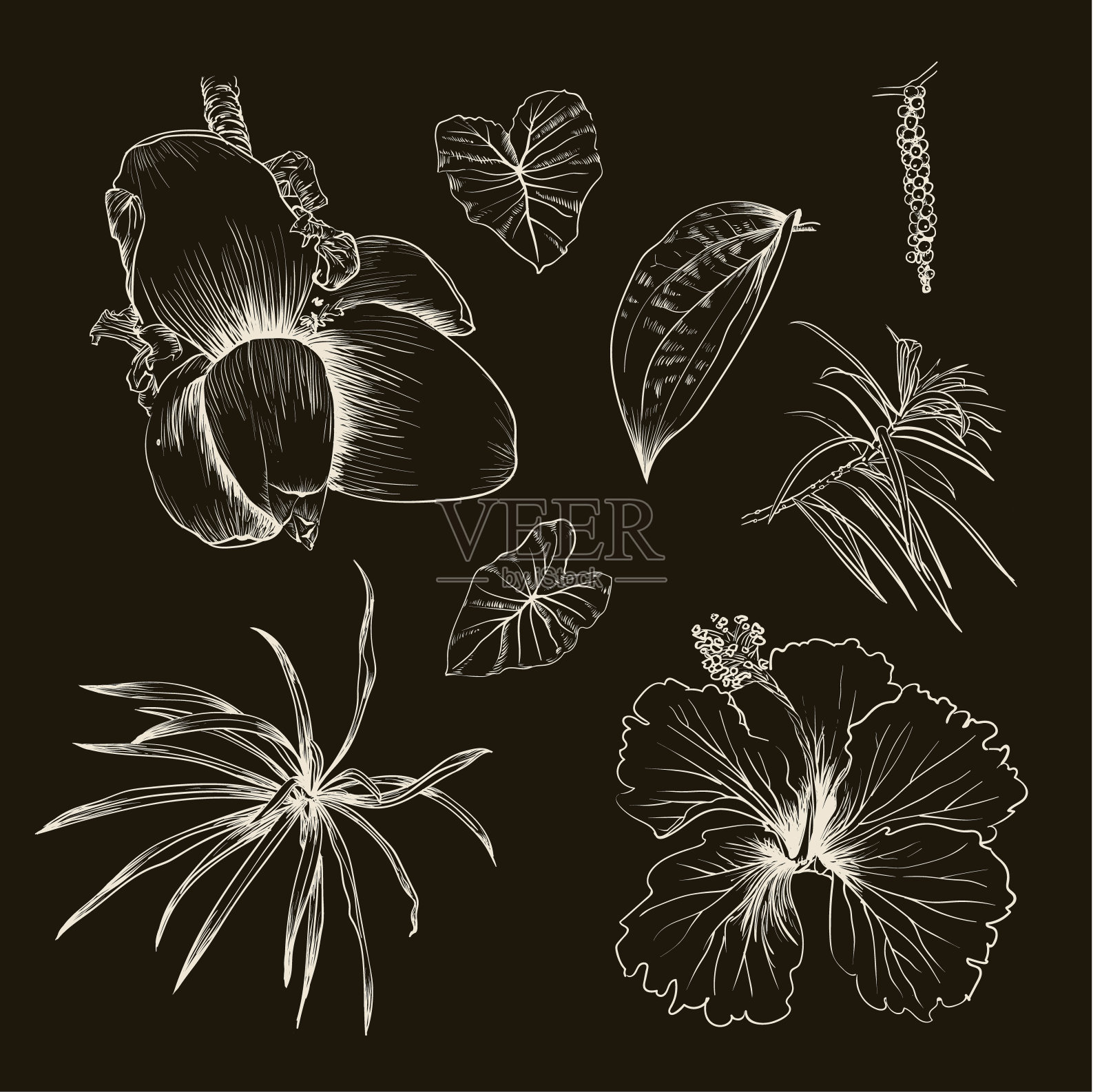 手绘热带植物的枝叶插画图片素材