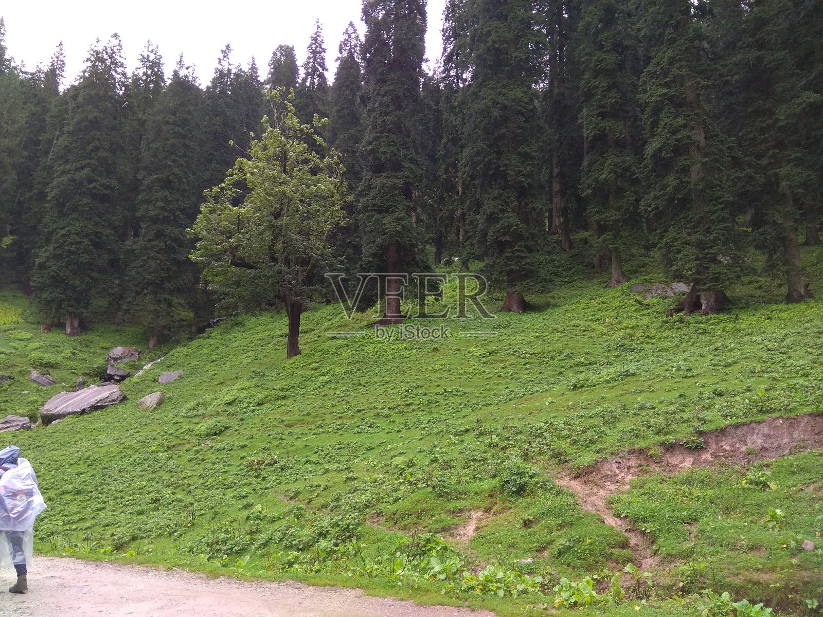 有山脉和树木的喜马拉雅图像照片摄影图片