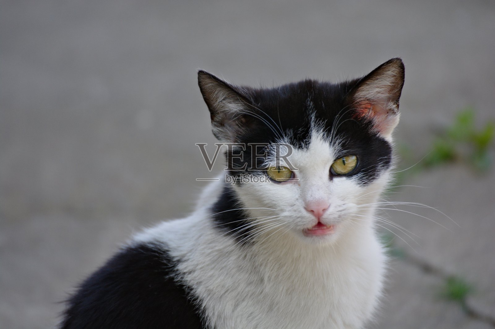 家猫照片摄影图片