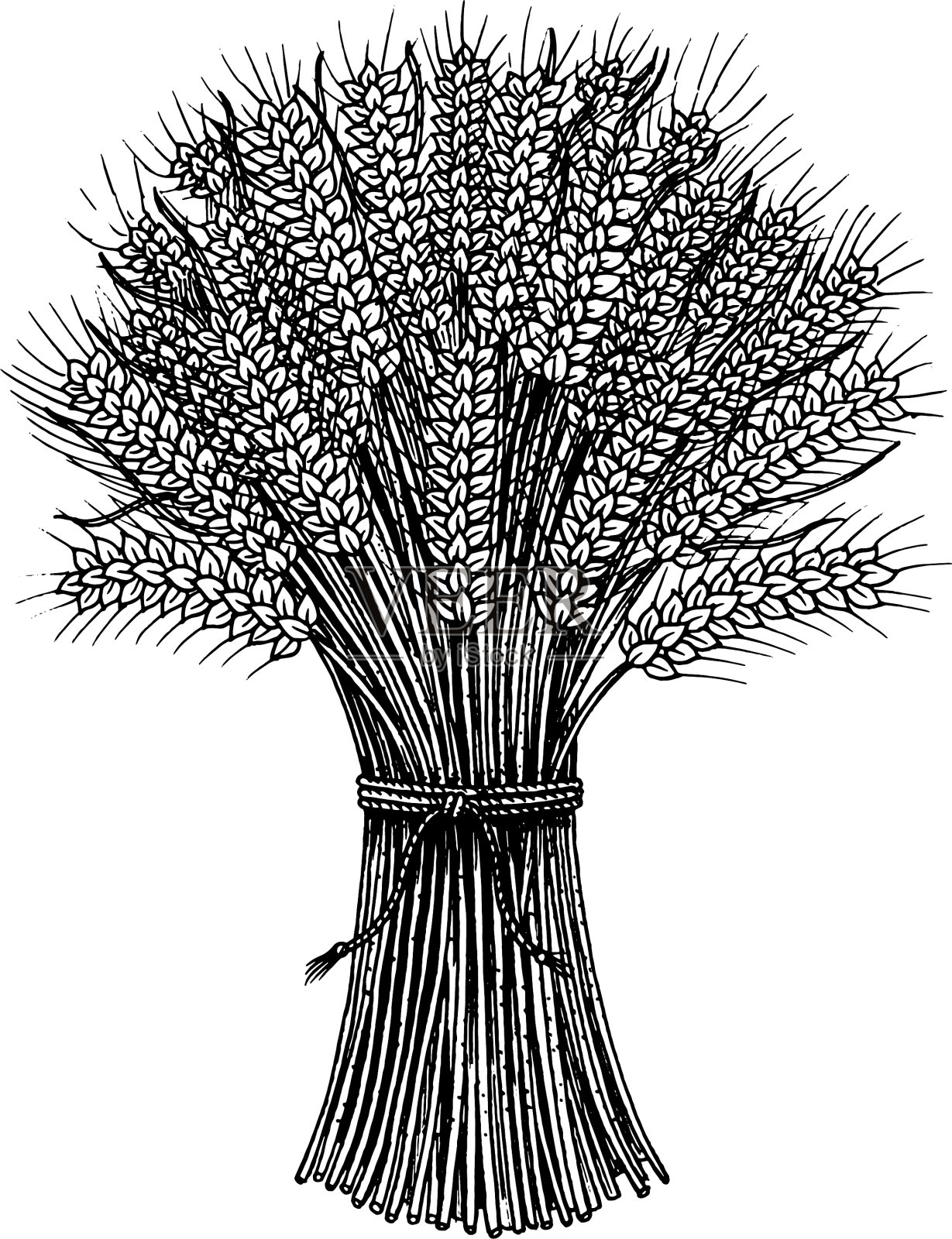 小麦，黑麦小穗和玉米种子设计元素图片