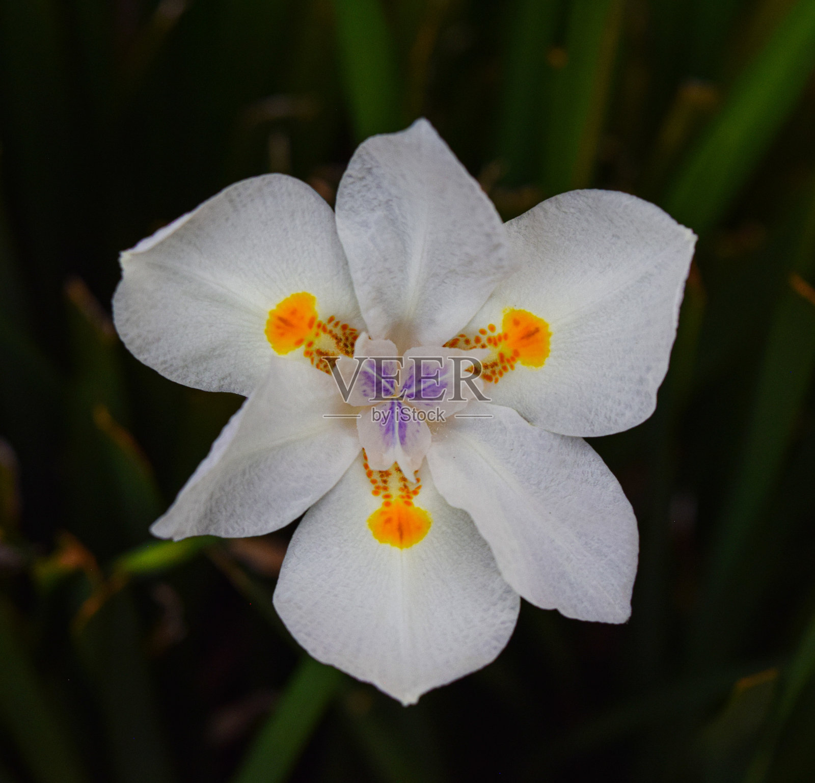 花照片摄影图片