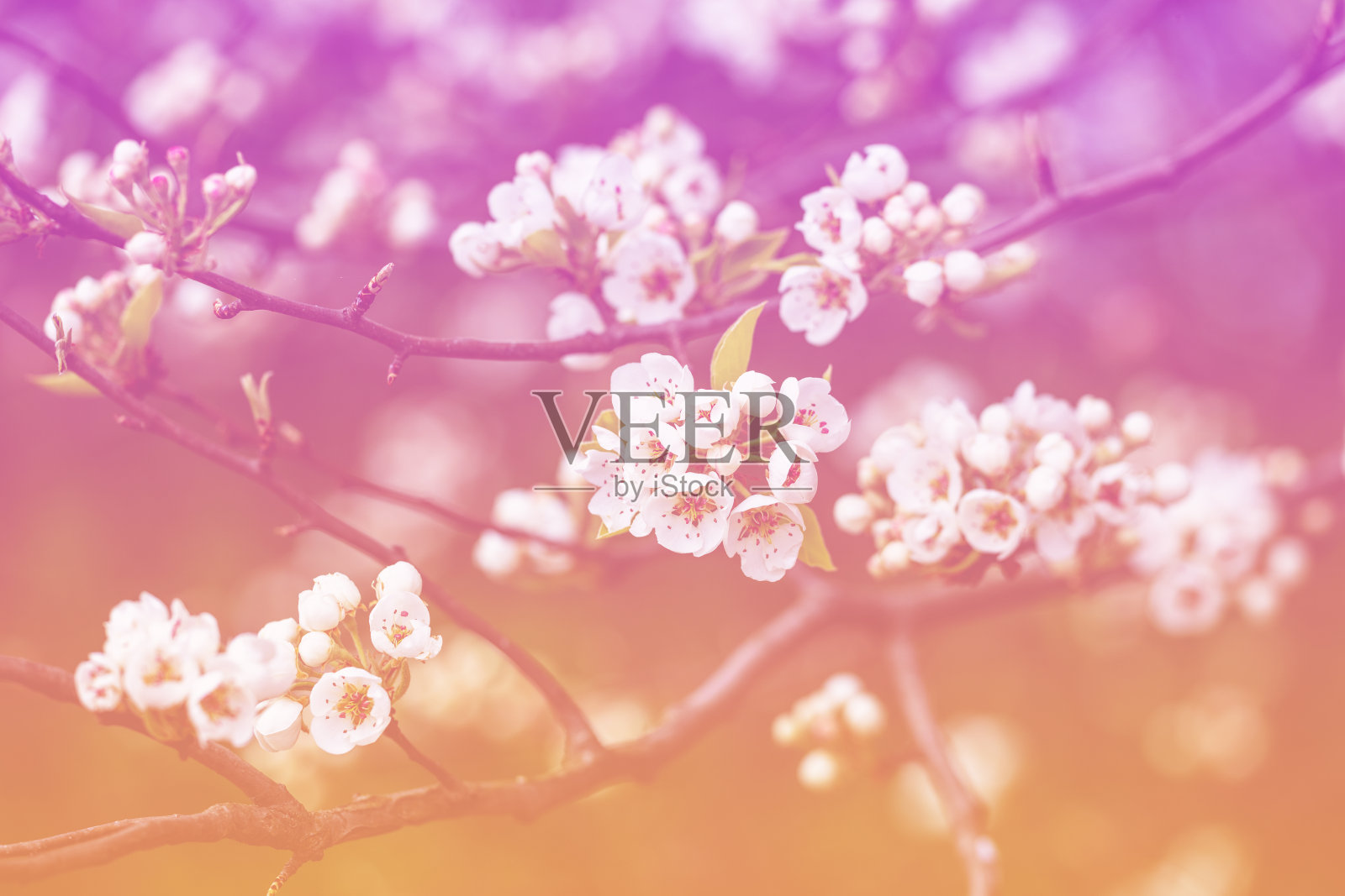 一棵开花的梨树的树枝。春天自然背景照片摄影图片