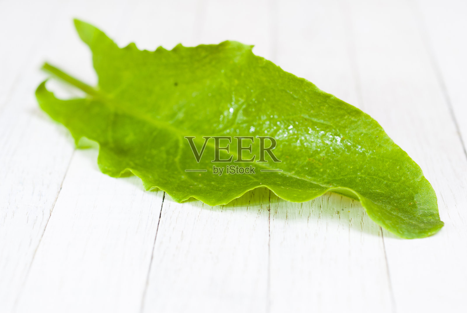 酢浆草属照片摄影图片