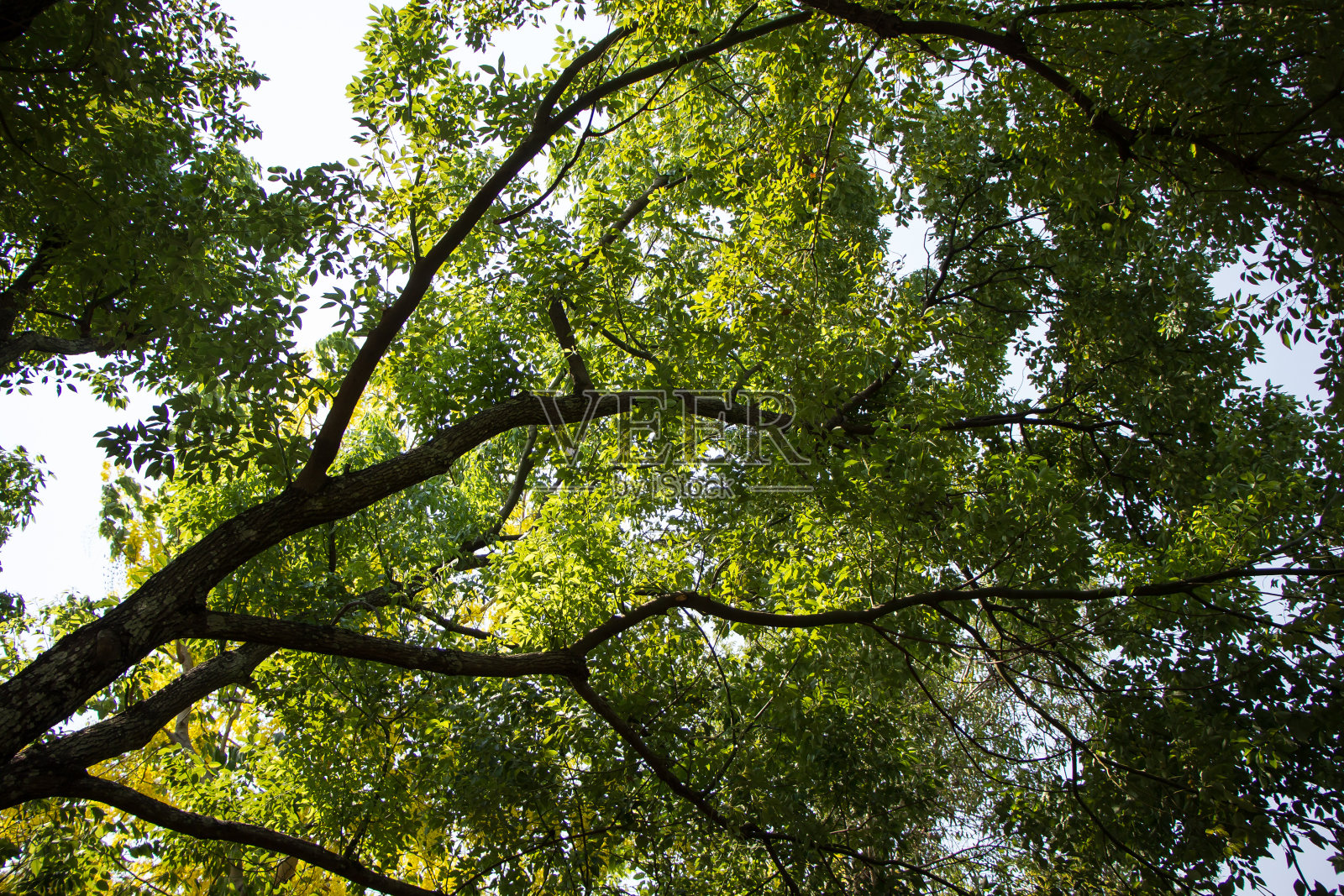 樟树树照片摄影图片