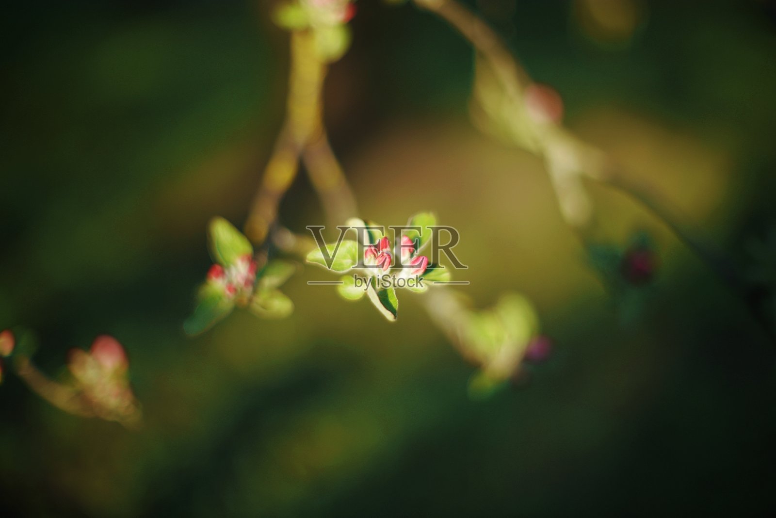 自然状态的开花树木照片摄影图片