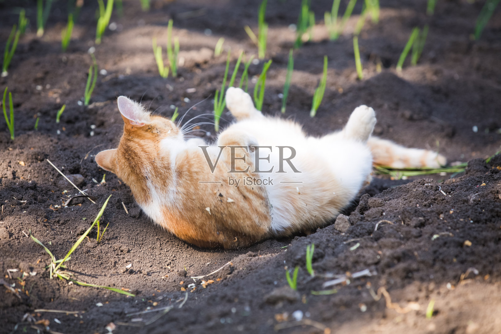 橙色虎斑猫在菜园里玩耍照片摄影图片