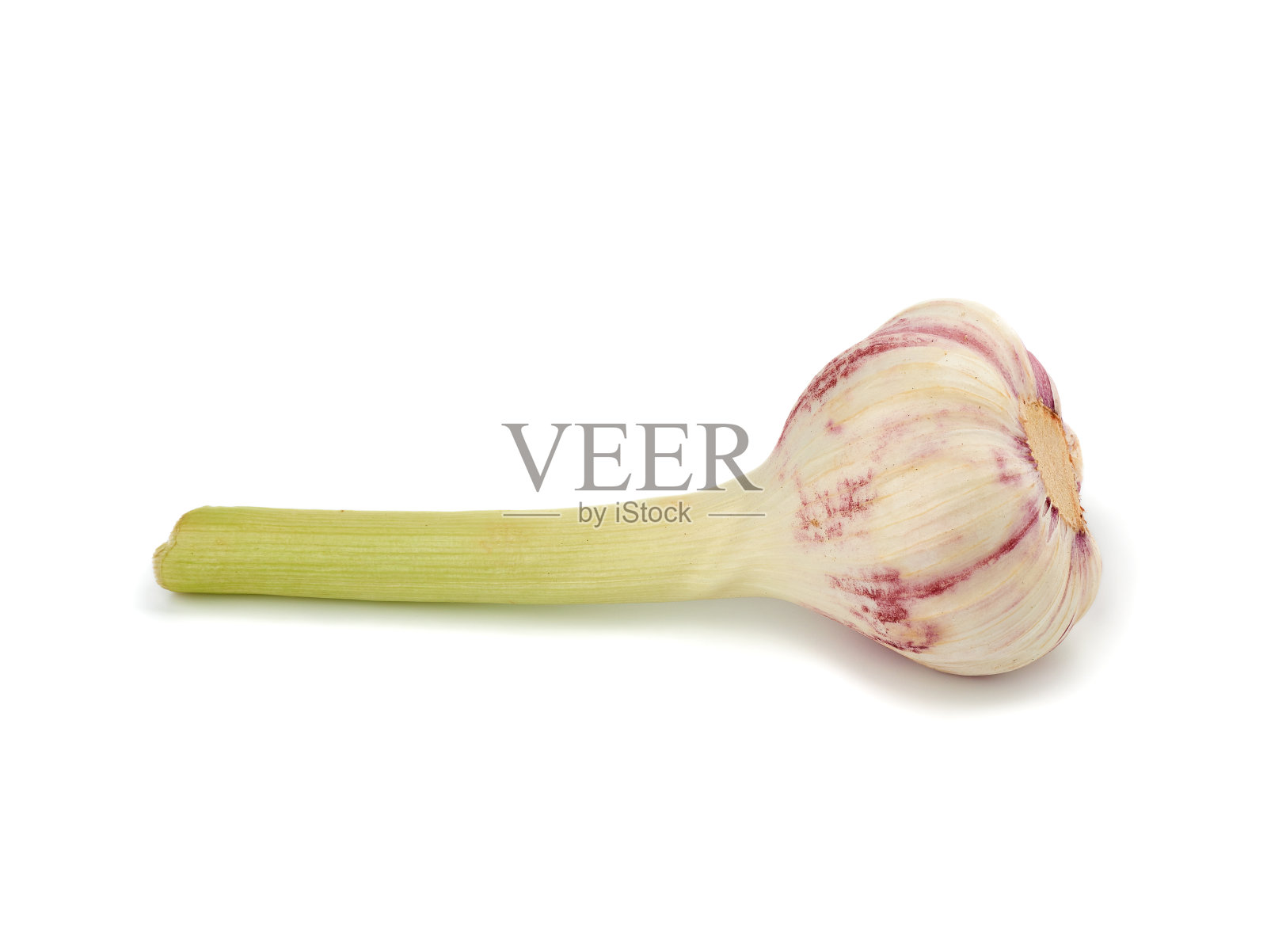 在白色背景上孤立的年轻大蒜根照片摄影图片