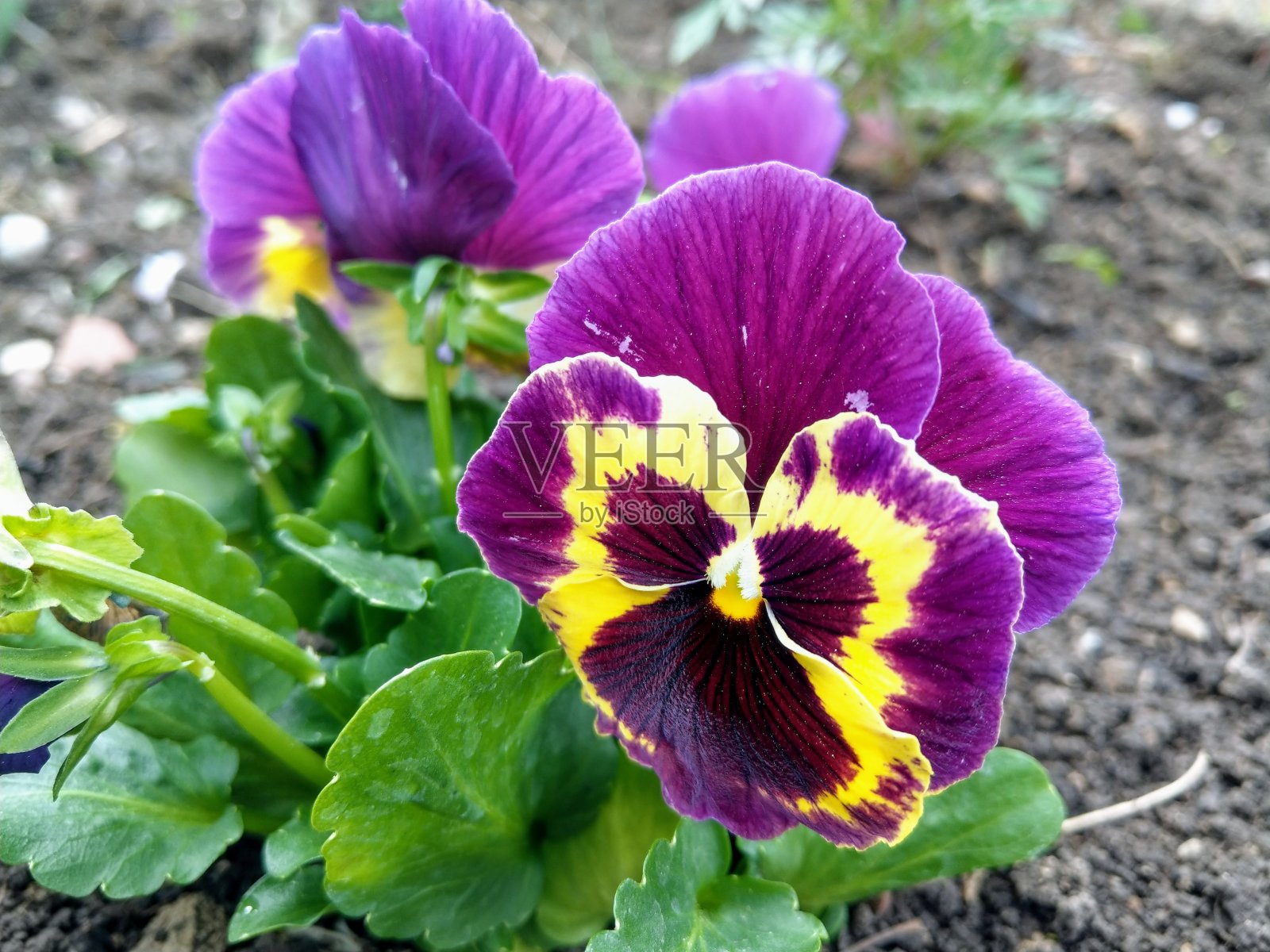 有机花园中的三色中提琴照片摄影图片